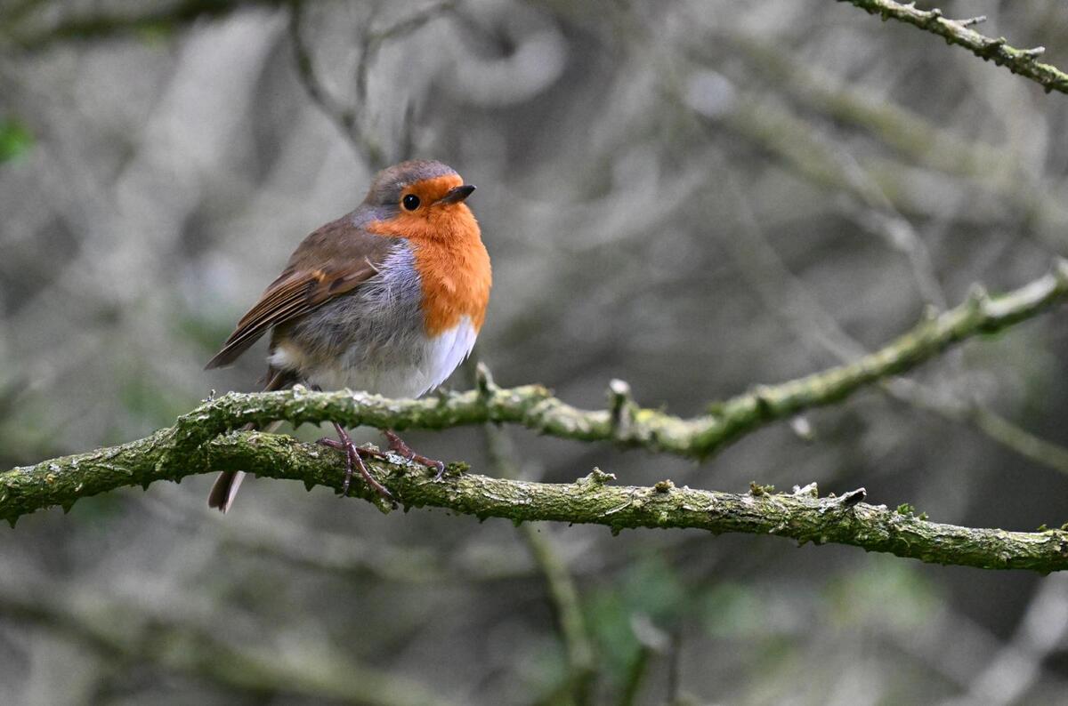 2026-03-17 8 Robin